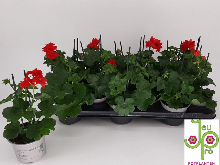 <h4>PEL PELT ROY RED stock</h4>