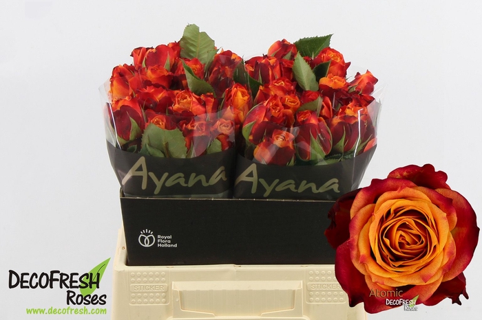 <h4>R Gr Atomic Ayana</h4>