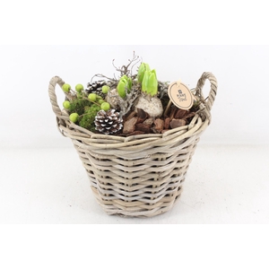 arr4 Hyacint PL - Kubumand hoog x2