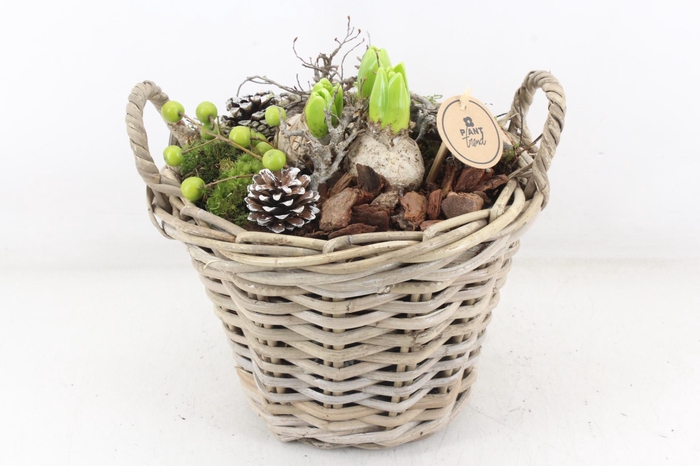 <h4>arr4 Hyacint PL - Kubumand hoog x2</h4>