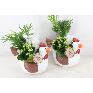 arr2 PL - Ker. kip x6 kal./cham.