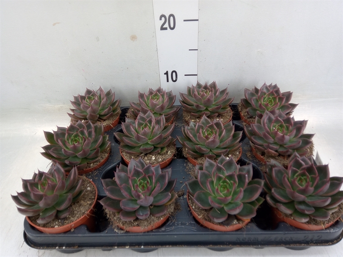 <h4>Echeveria   ...</h4>