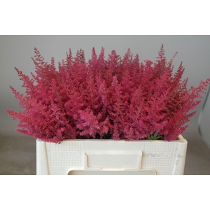 ASTIL AR PAUL GAARDE