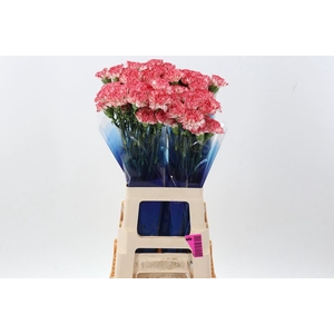 Dianthus ST 'Montoya'