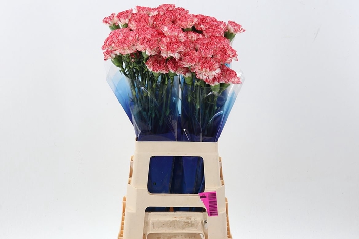 <h4>Dianthus ST 'Montoya'</h4>