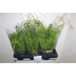 Rhipsalis Ba Oasis Hangpotten
