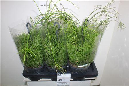 <h4>Rhipsalis Ba Oasis Hangpotten</h4>