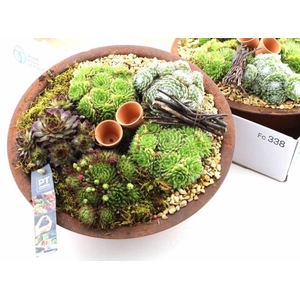 ARR SEMPERVIVUM