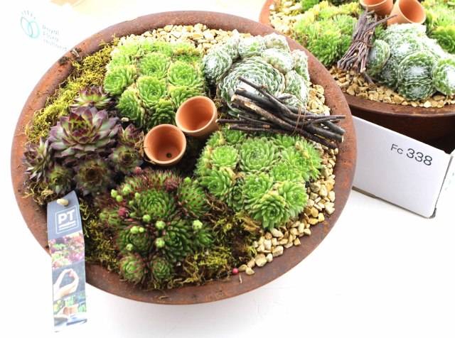 <h4>ARR SEMPERVIVUM</h4>