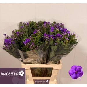 PHLOX P CRISSY