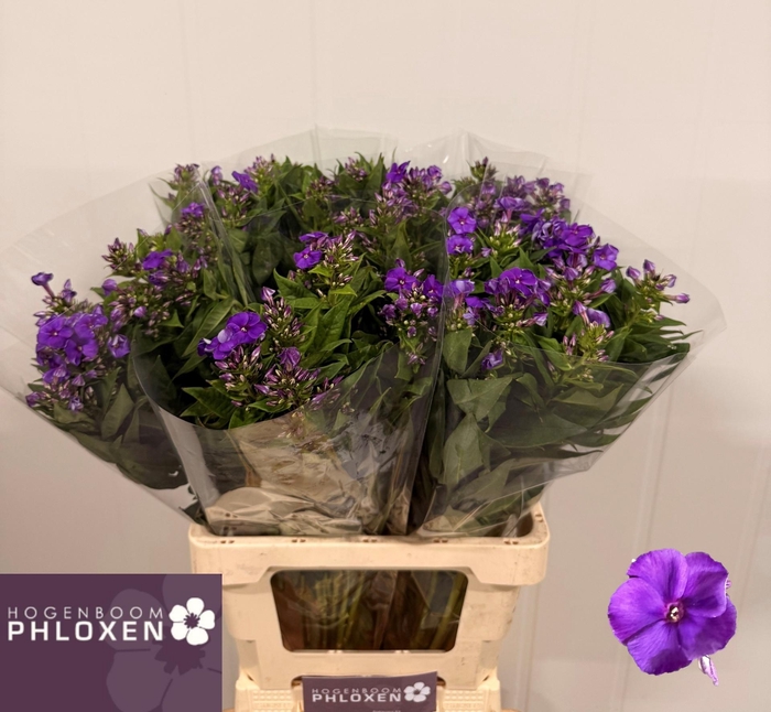 <h4>PHLOX P CRISSY</h4>
