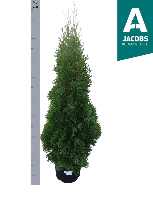 <h4>THUJA O SMARAGD</h4>