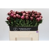 Paeonia The Fawn