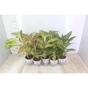 AGLAONEMA VARIADA P12