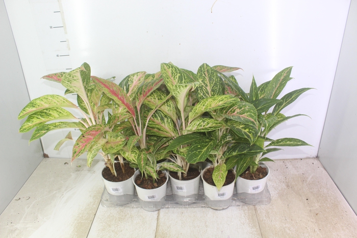 <h4>AGLAONEMA VARIADA P12</h4>