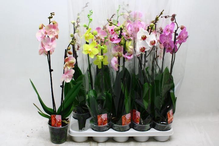 <h4>PHAL GEM 6 KL</h4>