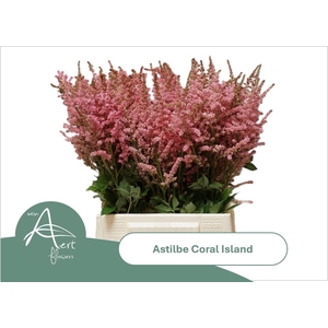 ASTIL C CORAL ISLAND