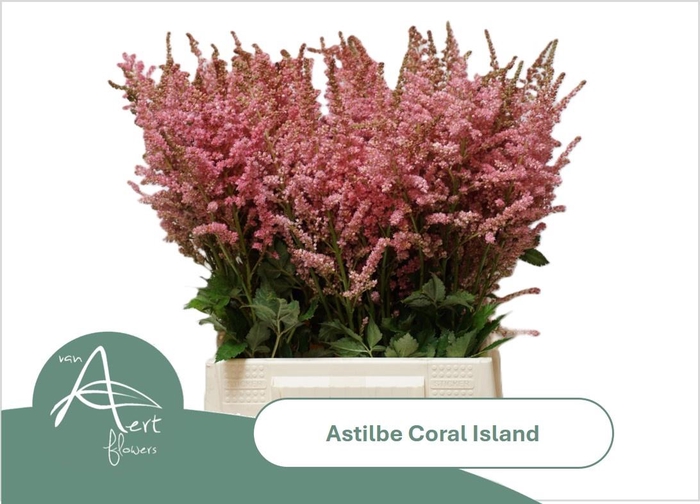 <h4>ASTIL C CORAL ISLAND</h4>