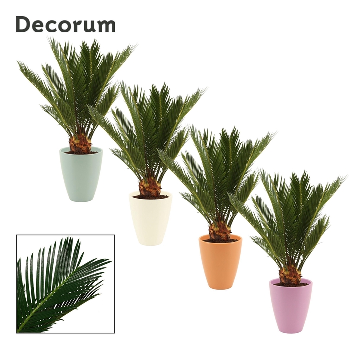 <h4>Cycas Revoluta 12 cm Decorum, 6+ veren in Carly (Craft world)</h4>