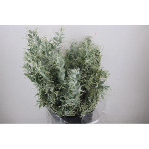 Mimosa Dennisbode P Bunch