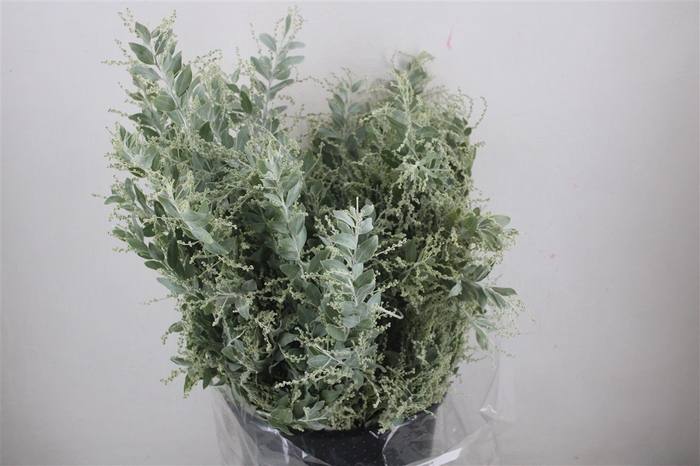 <h4>Mimosa Dennisbode P Bunch</h4>