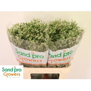 LIM SIN COOL DIAMOND