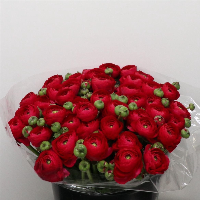 <h4>Ran Su Sr Spotlight Super</h4>