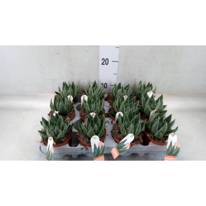Gasteria