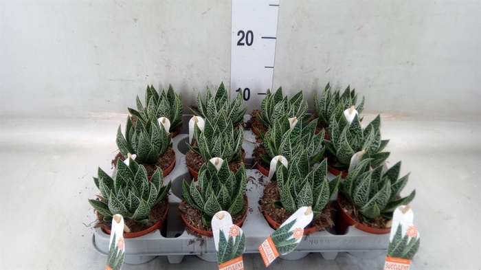 <h4>Gasteria</h4>