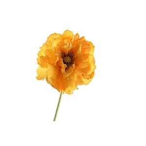 Papaver Double Orange