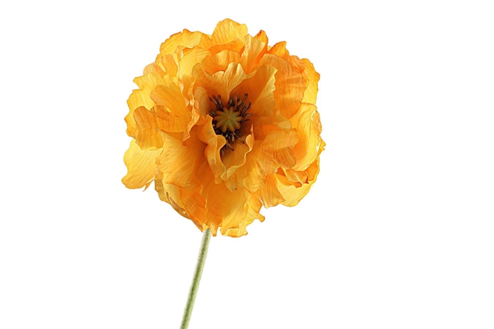 <h4>Papaver Double Orange</h4>