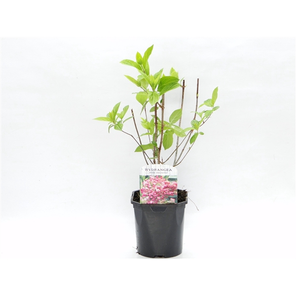 <h4>Hydrangea Paniculata 'Pink Diamond'</h4>