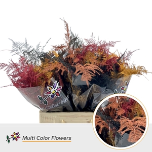 Asparagus Middel Herfst Mix