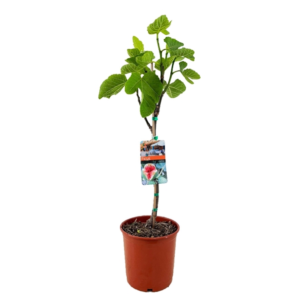 <h4>Ficus carica</h4>