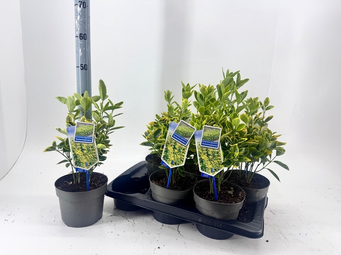 <h4>EUONYMUS JA AUREOMAR</h4>