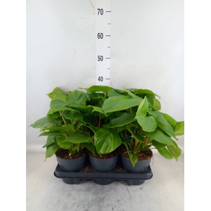 Homalomena rubescens 'Maggy'