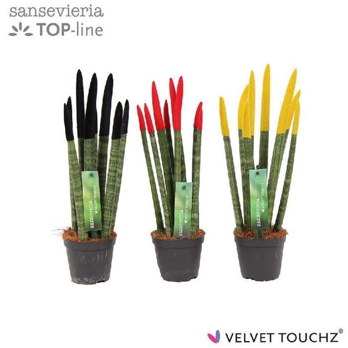 <h4>Sansevieria cylindrica overig SVT09ZK015 - Velvet Touchz</h4>
