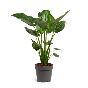 Alocasia Cucullata 24 cm