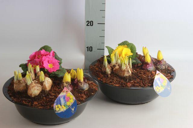 <h4>Arr.   Bol/Knolgewas L%</h4>