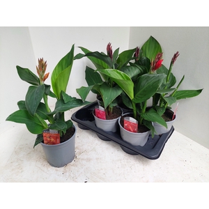 CANNA CANNOVA GEM