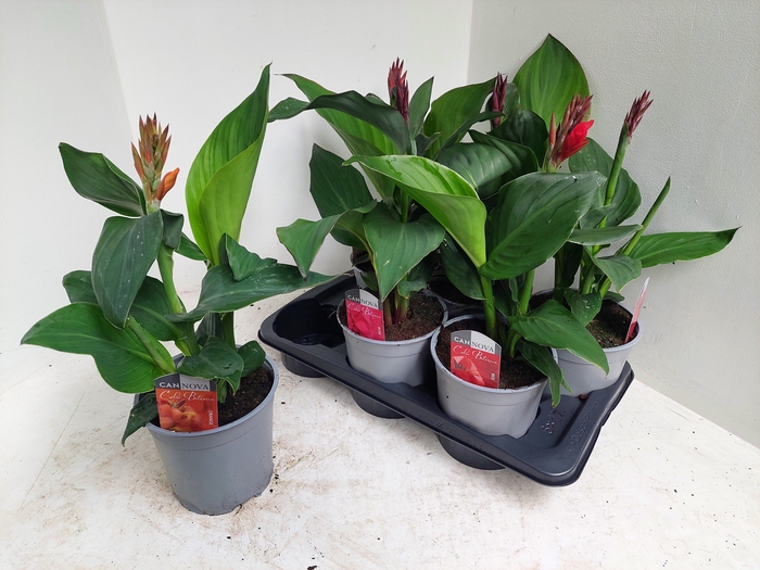 <h4>CANNA CANNOVA GEM</h4>