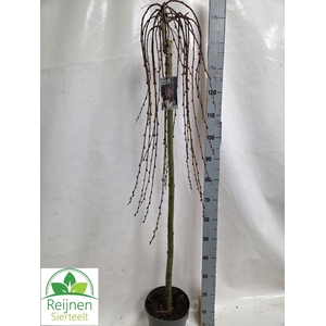 SALIX CAP KILMARNOCK