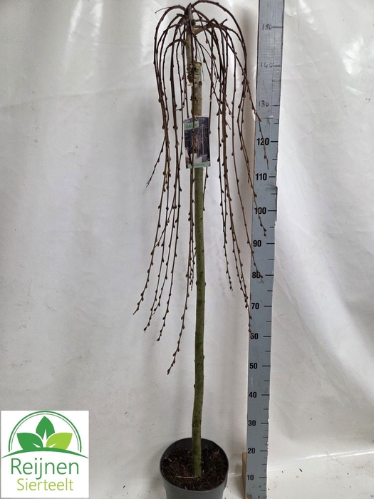 <h4>SALIX CAP KILMARNOCK</h4>