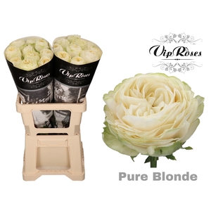 R GR PURE BLONDE