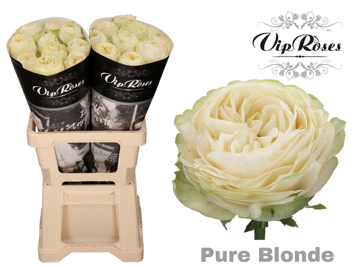 R GR PURE BLONDE