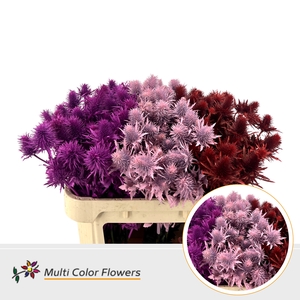 Eryngium Love mix
