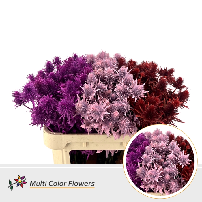 <h4>Eryngium Love mix</h4>