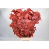 Faggio Preserved Red (beech,beuk)