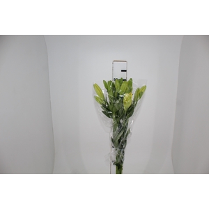 LIRIO NASHIVELLE 090 CM HA 3/4 FLS