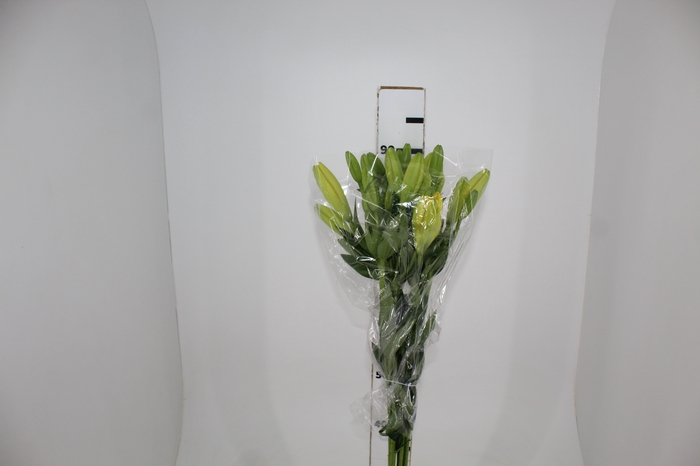 <h4>LIRIO NASHIVELLE 090 CM HA 3/4 FLS</h4>